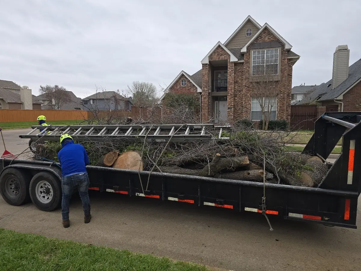 Expert Tree Pest Control with proper safety equipment in Avalon